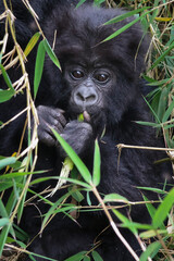 Young mountain gorilla infant eating a bamboo plant peering out of the lush green foliage