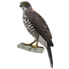 Vector illustration of Crested Goshawk perched on a branch