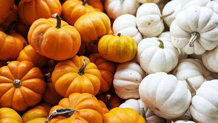 Pile of Pumpkins Top Down, Close-Up Orange and White Pumpkins, Halloween Background