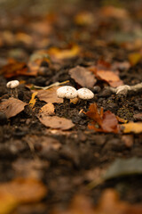 Mushrooms on the forestfloor during autumn stroll in the tranquil woods.