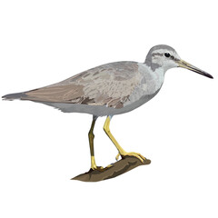 Vector illustration of Grey-tailed Tattler perched on a branch