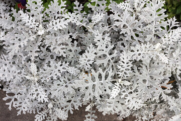 Cineraria is silver. Decorative plant