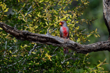 Male Pyrrhuloxia perched on branch of tree with yellow flowers