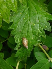 Snail's Slow Journey on Leaf