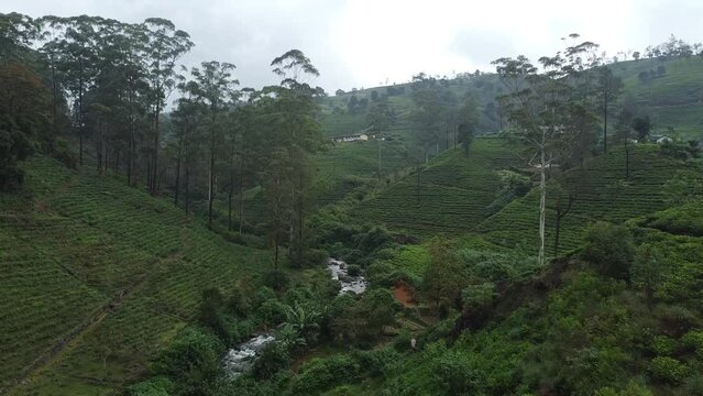 Green aerial Views: Exploring the Tea Fields of Nuwara Eliya, Sri Lanka