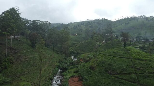 Green aerial Views: Exploring the Tea Fields of Nuwara Eliya, Sri Lanka