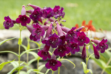 Obraz premium Penstemon barbatus