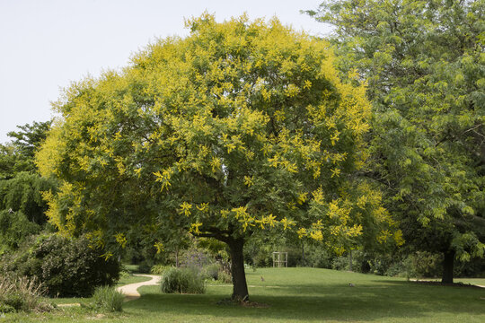 Koelreuteria paniculata. en fleurs