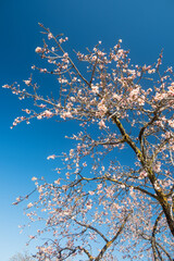 Blooming almond tree reaching towards the blue sky