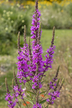 Fleur de Lithrum salicaria
