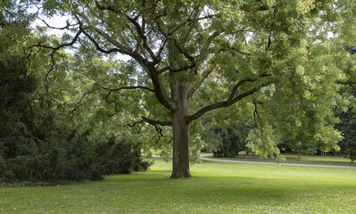 Parc arboré de Vichy en France