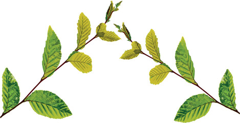 Fototapeta na wymiar Green linden branch. Leaf. Vector graphics, eps