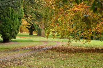 paisaje de otoño en parque de árboles