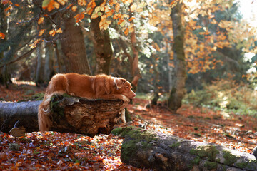 Nova Scotia Duck Tolling Retriever in Autumn Forest. The dog relaxes on a fallen tree trunk amid...