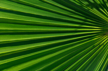 palm leaf in the sunlight 1