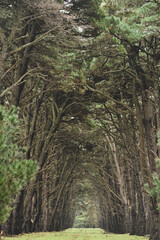 Fototapeta premium sendero entre bosque de pinos