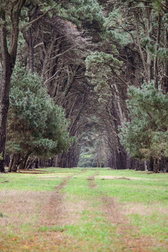 sendero entre bosque de pinos