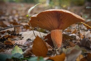 mushroom in the forest