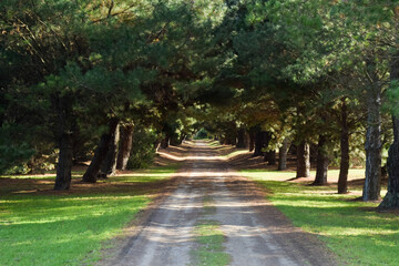 camino entre pinos