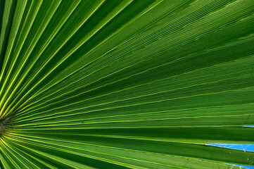 palm leaf in the sunlight 3