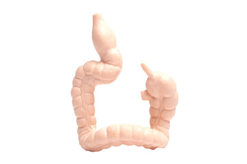 Anatomical model of the human colon. Concept of digestive tract and gastrointestinal problems
