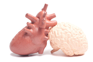 Human brain and heart, Medical, educational, anatomy and emotion feeling and mind concept