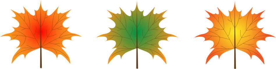 autumn maple leaf vector on a white background