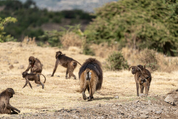 Group of Gelada monkeys (Theropithecus gelada) in Simien mountains, Ethiopia