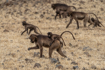 Group of Gelada monkeys (Theropithecus gelada) in Simien mountains, Ethiopia