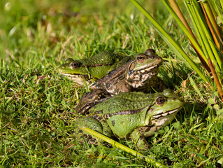 Marsh Frogs on a Grass Bank