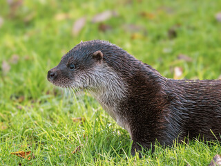 Close-up of an Otters Head