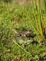 Marsh Frogs on a Grass Bank