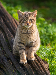 Juvenile Scottish Wildcat Sitting on a Log