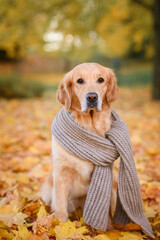 portrait of a dog golden retriever red labrador in a brown scarf in an autumn park against a background of yellow and red leaves walking for a walk