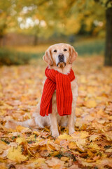 dog golden retriever red labrador in a red scarf in an autumn park against a background of yellow and red leaves walks for a walk