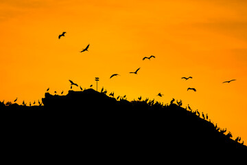 storks are resting in the evening in migration fatigue