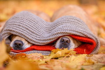close-up portrait of noses dog golden retriever red labrador in a red scarf in an autumn park against a background of yellow and red leaves walking for a walk