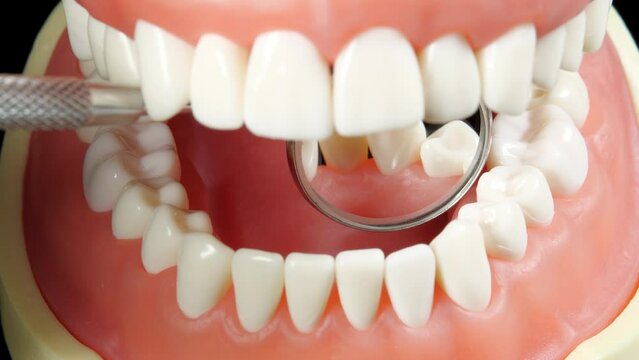 Patient at a Dentist Appointment in a Dental Clinic. View from Inside the Dental Jaw. Tooth Model and Treatment Equipment Dental Mirror on Background. Dental Care and Examined Healthy Teeth