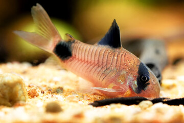 Corydoras panda, tropical panda catfish species of the family Callichthyidae tank catfish, aquarium bottom feeder fish photo