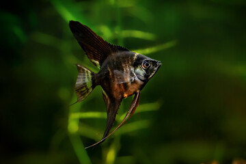 Pterophyllum scalare, angelfish black scalar freshwater aquatic animal realistic photo. Aquarium...