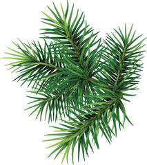 Pine branch.Christmas. New year.  Forest. Herbal medicine. Fir twigs. Winter.  transparent, png, illustration - obrazy, fototapety, plakaty