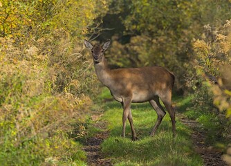 Deer female from the side