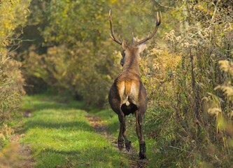 Deer male running © Cyryl