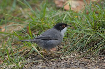 Sardinian warbler in Warsaw