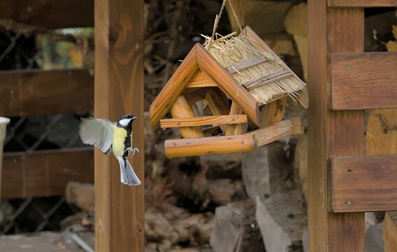 Great tit flying to the feeder