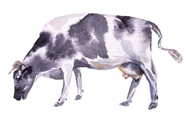 Watercolor cow design. Mil and milk products concept illustration. Farmhouse, village, countryside themed artwork with farm animal.
