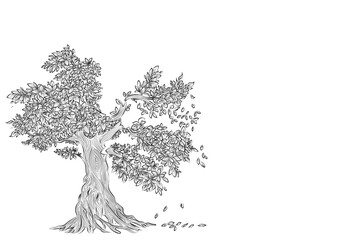 Hand drawn pencil sketch of tree. Oak tree with leaves isolated vintage illustration. Retro style nature illustration with details. Olive tree trunk. Ink sketch drawing. Dry Crooked Tree. Freehand. - obrazy, fototapety, plakaty
