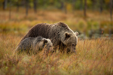 Bear family in taiga. Brown bear cub with mother. Beautiful animals walk through taiga in autumn. Finland