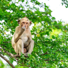 Monkey or Macaca sit aggression on tamarind tree in forest, Show hand symbol middle finger doing fuck you bad expression, provocation and rude attitude. It's bad mood, upset, bully, funny cheeky look.