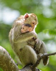 Mother monkey and baby monkey sitting on tree in natural forest. She hug the baby monkey in her arms with love, safety, moment feel good time and happy. Khao Ngu Stone Park, Ratchaburi, Thailand.